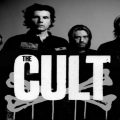 the cult