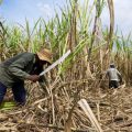 24 mila morti tra i lavoratori della canna da zucchero