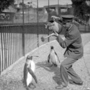 A zookeeper gives penguins a delightful shower from a watering can. (1930)