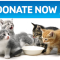 donatenow1