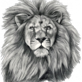 lion