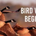 Bird Watching: the beginners guide