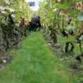 Parigi_Vendemmia_Montmartre