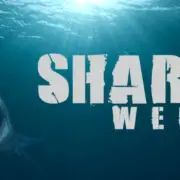 Shark Week