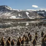 This beach contains one of the largest penguin colonies in the world, and one of the densest aggregations of life on the planet. ©Our Planet;Oliver Scholey;Silverback ;Netflix